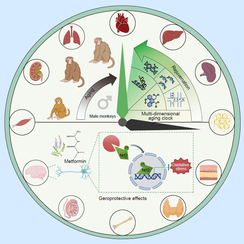 国家生物信息中心合作揭示二甲双胍延缓雄性食蟹猴衰老的机制