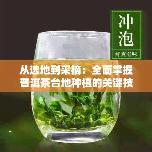从选地到采摘：全面掌握普洱茶台地种植的关键技术与实践经验