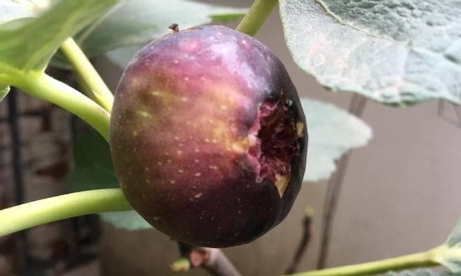 无花果种植（选择适合的盆，让无花果健康成长）