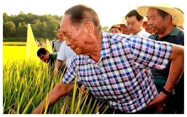 为何袁隆平被认为是当代农神？看完后稷的故事，终于明白了