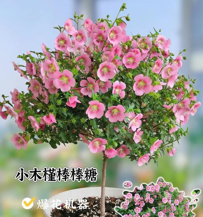 四季养护木槿花，水分掌控关键（春夏秋冬，一年四季如何浇水？）