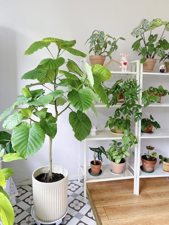 绿植之美：家庭绿植布置的技巧与心得全分享