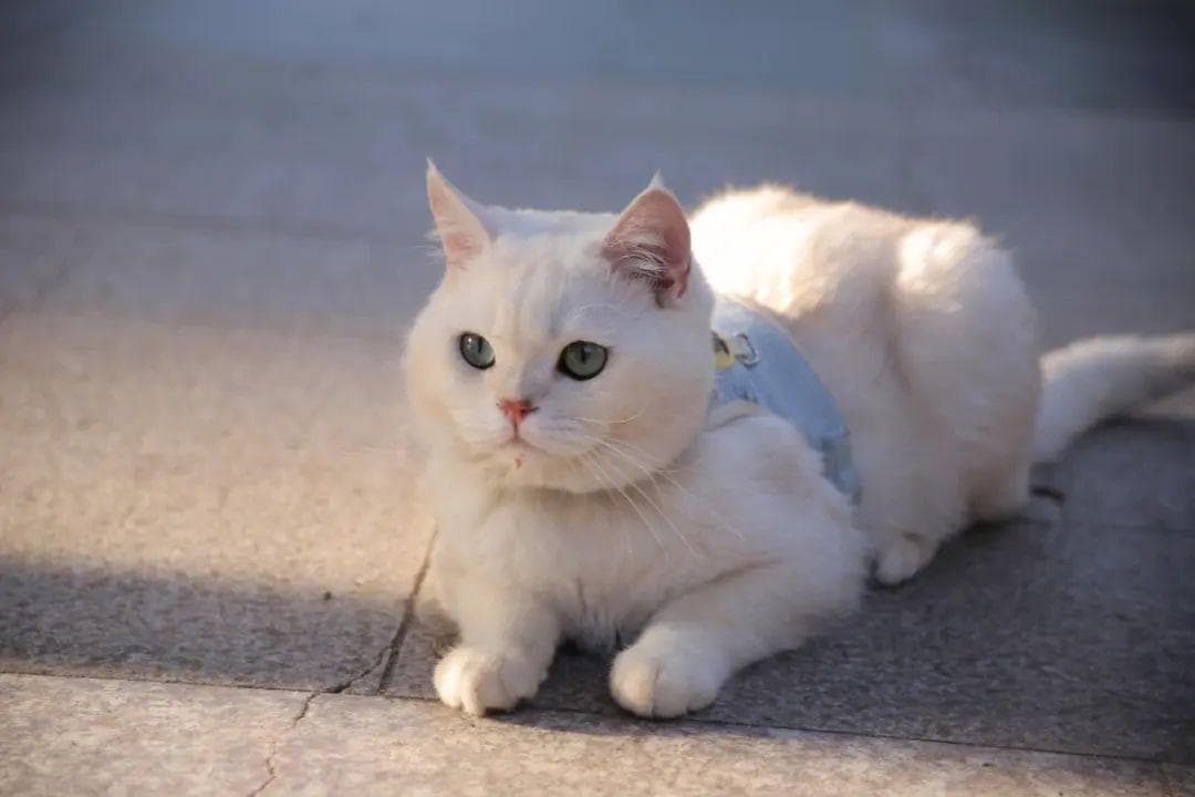 猫肠套叠：症状、原因、诊断与治疗全解析