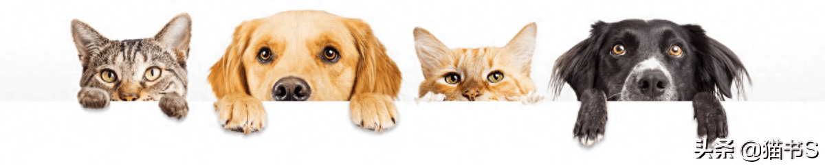 猫眼睛流泪怎么办？如何治疗、清理猫眼睛