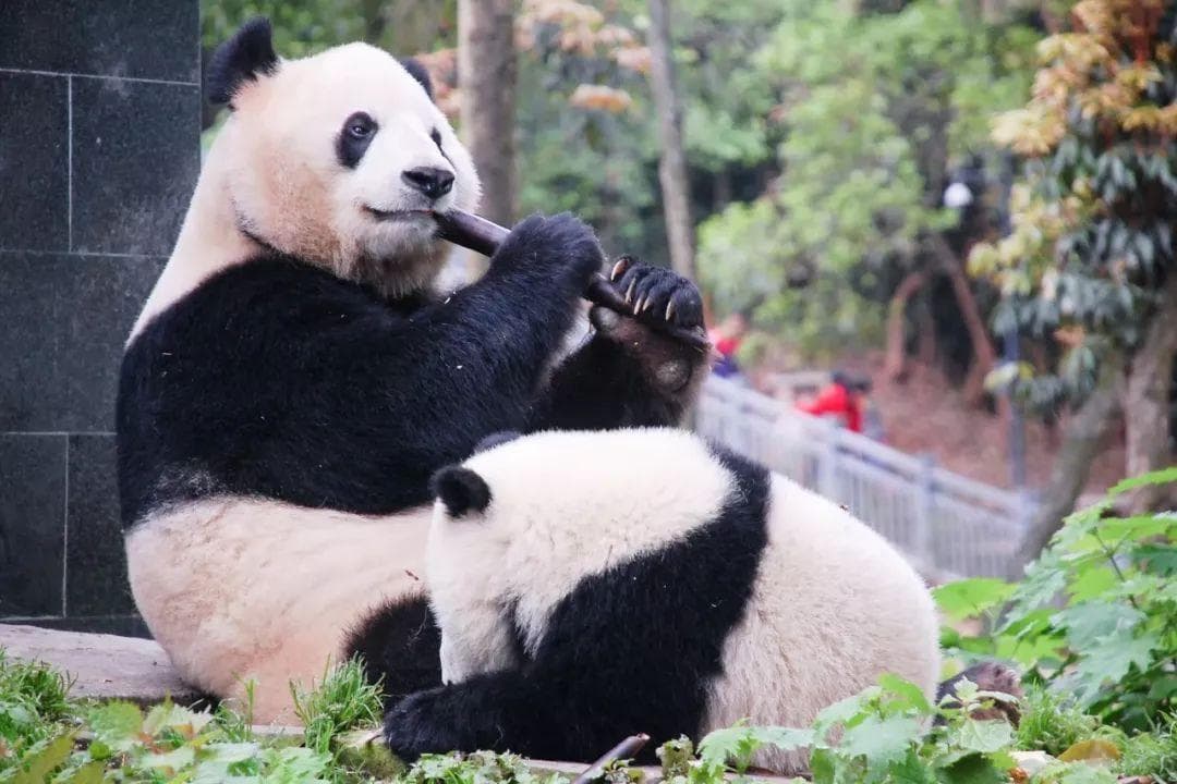 中国20种国宝级珍稀动物大盘点，你认识几种？