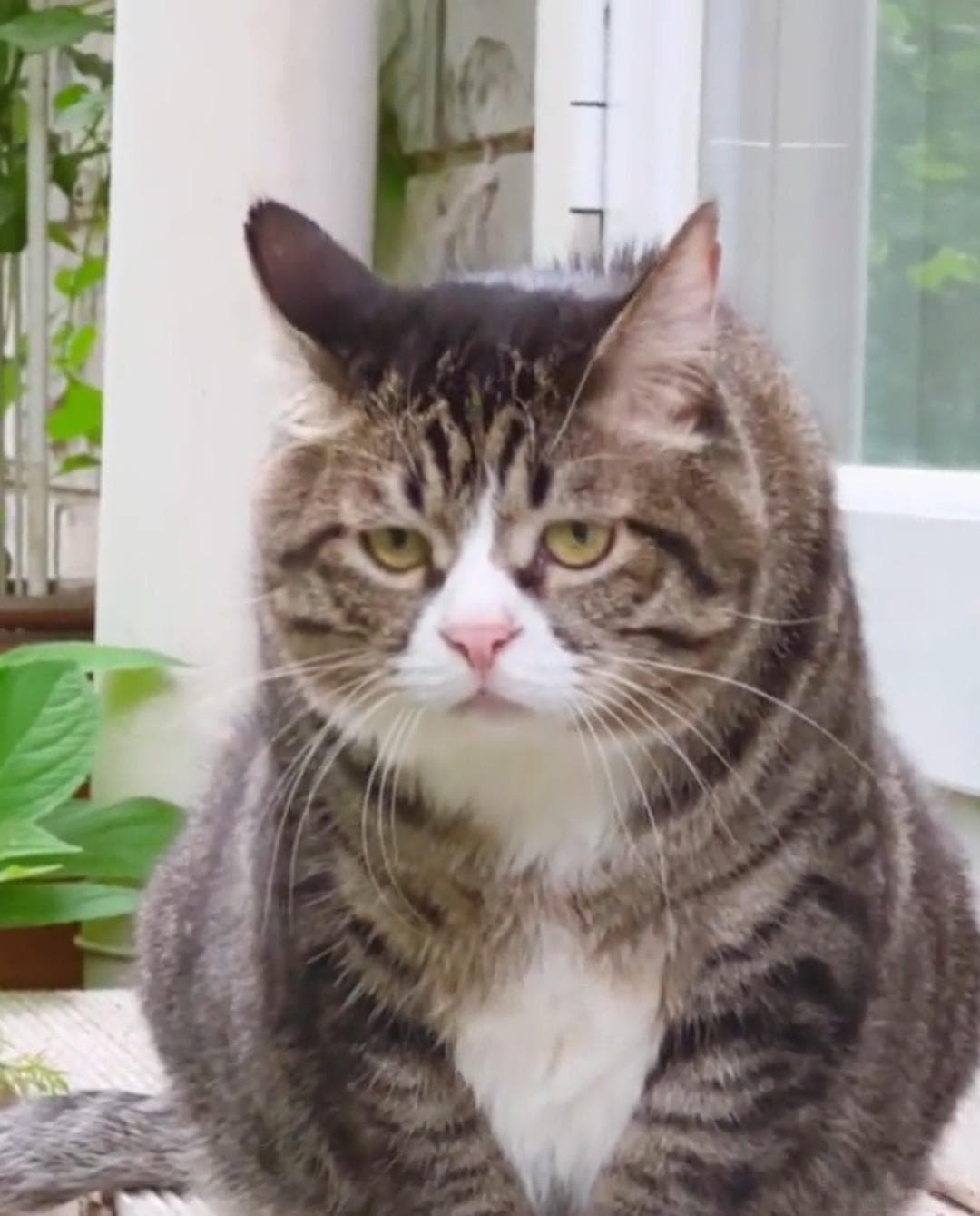 养猫攻略大揭秘！养猫前必须知道的心理准备！