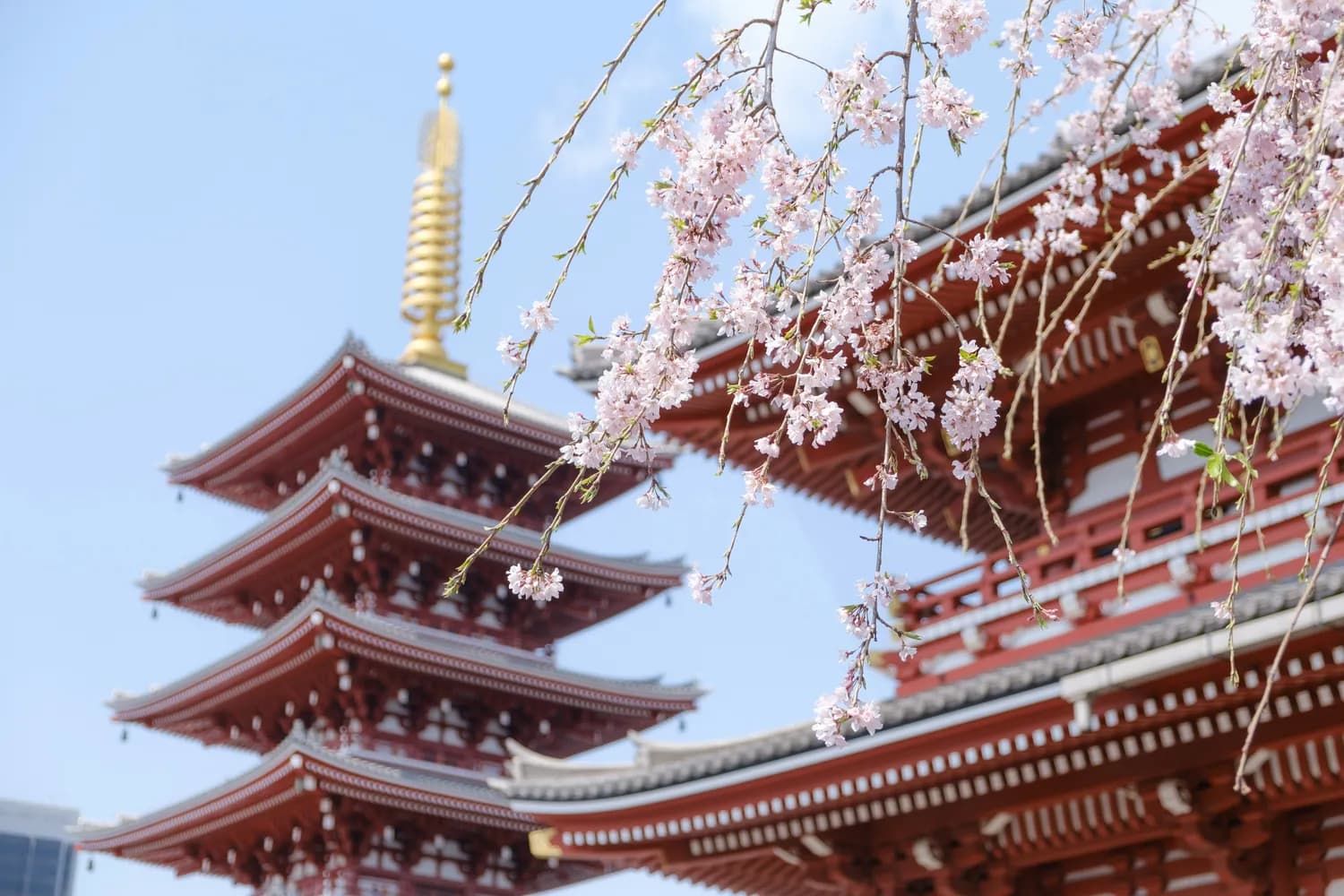 浅草寺樱花季：东京最浪漫的文化之旅