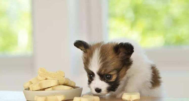 狗狗拉肚子时应该喂什么食物？有哪些食物可以帮助缓解？