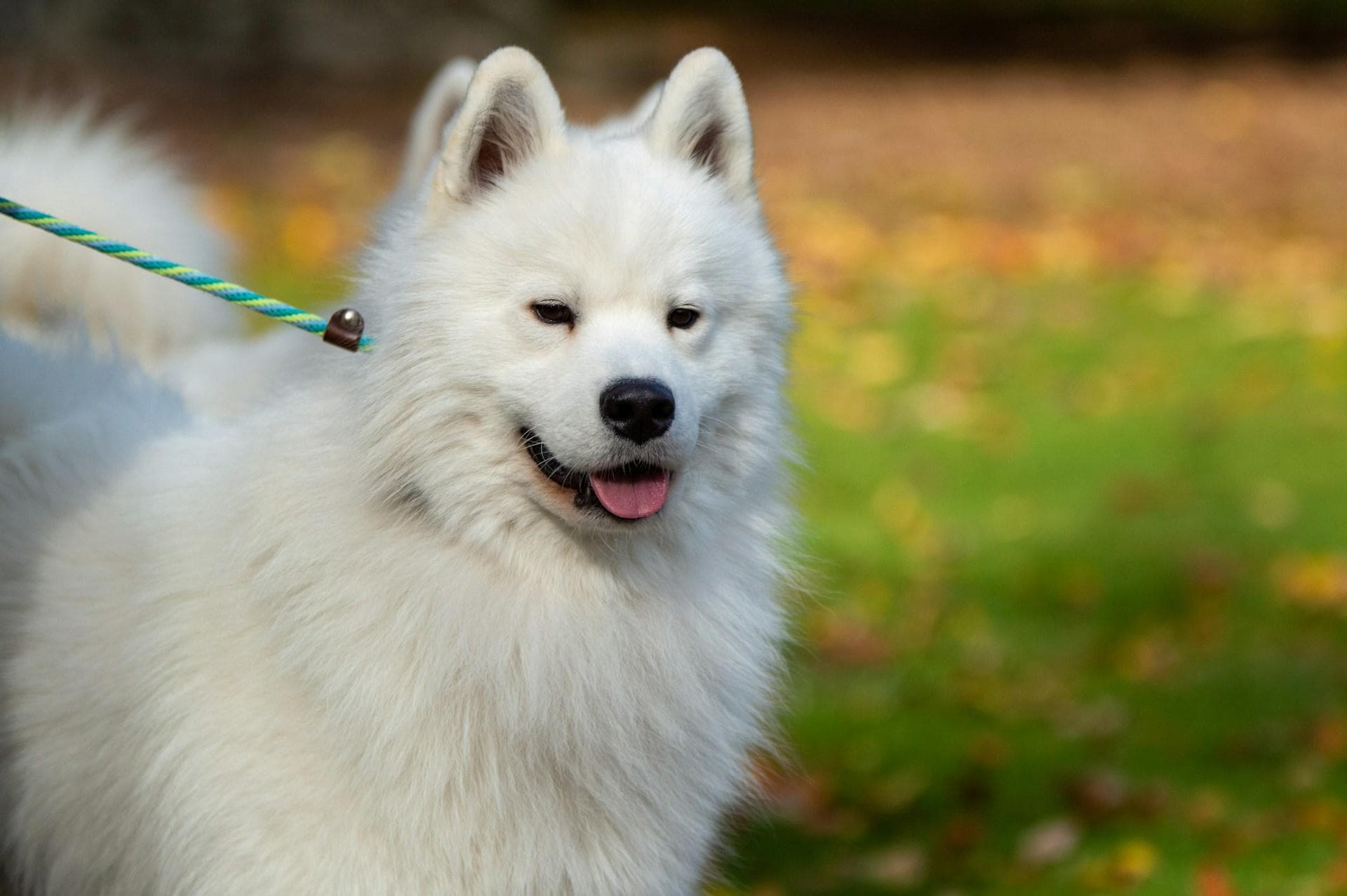 萨摩耶犬，优雅外貌和温柔性情的微笑天使