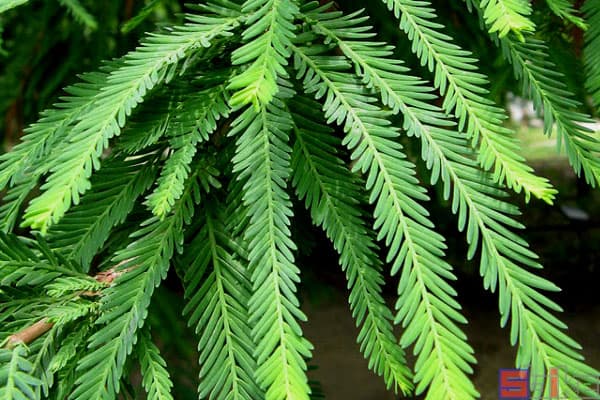 墨西哥落羽杉：从形态特征到种植方法的全面科普