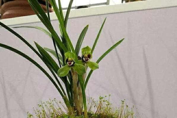 如何正确浇水让兰花快速开花多（15个技巧教你打造健康兰花）