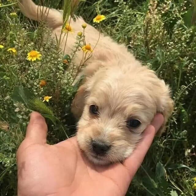 被猫狗抓咬伤后怎么办？狂犬病暴露处置全攻略，关键时刻能救命！
