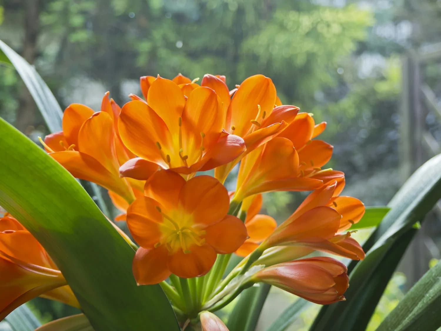 春节前让君子兰开花的小窍门