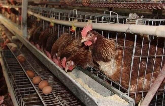 蛋鸡养殖全阶段饲料配方指南