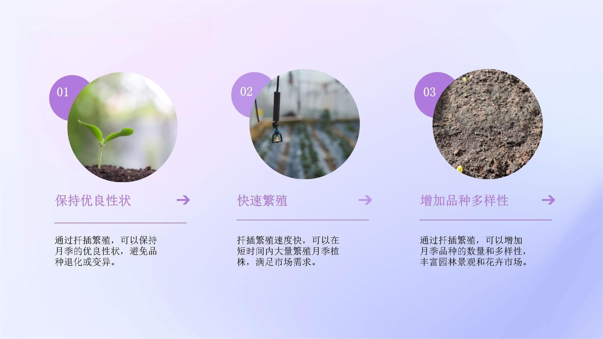 月季扦插繁殖技术详解