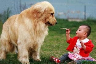 狗狗能吃玉米吗？需谨慎喂食哦！