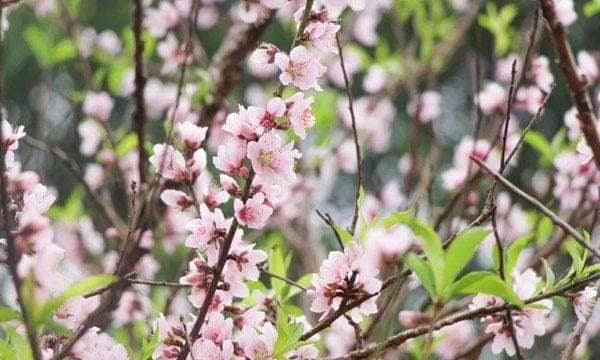 广东哪里桃花最多 最佳观赏地推荐