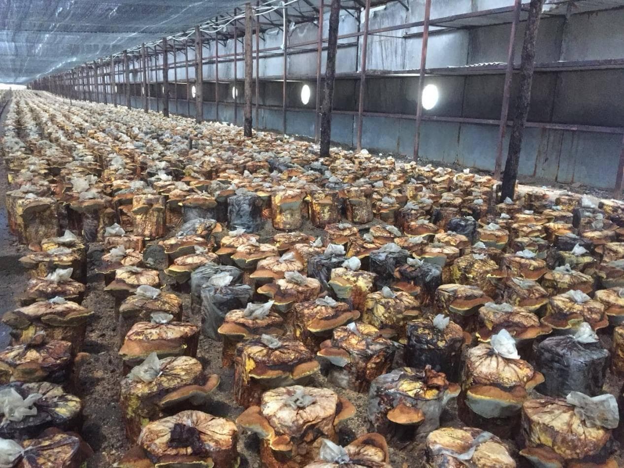 桑黄：传统中药材的神奇功效与现代应用