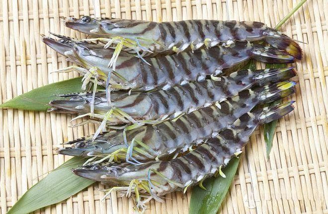 草虾和黑虎虾区别，看完让你大开眼界！