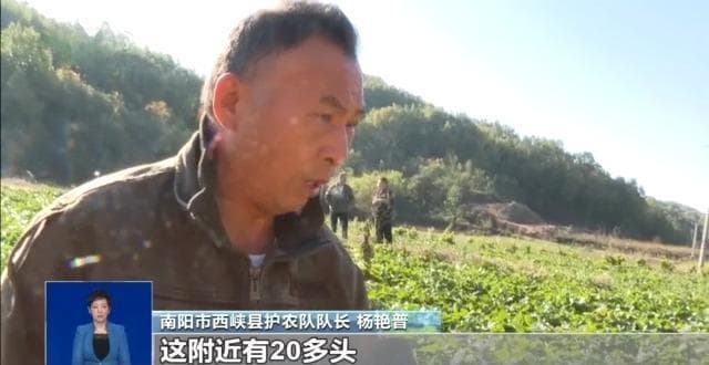 农作物损失、人员受伤……多地频现野猪致害，如何科学防控？