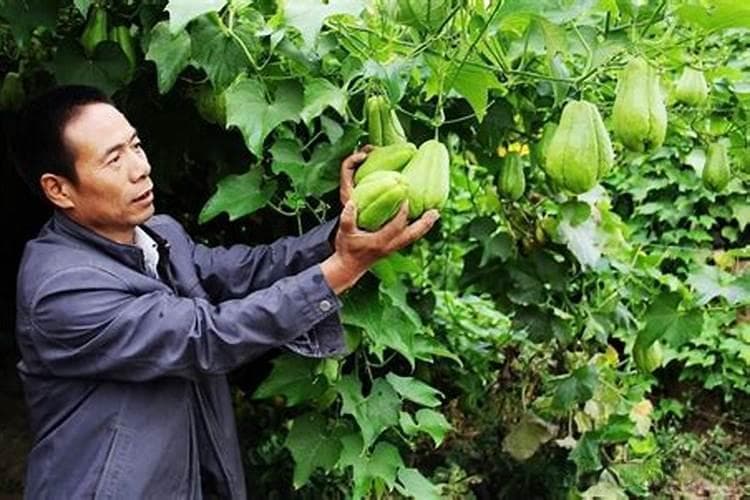 佛手瓜种植后的管理技术：确保健康生长与丰收