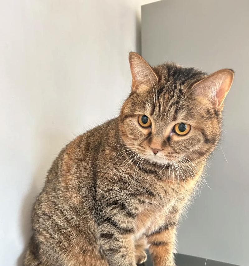蓝猫价格表揭秘——价格差距大吗？（以蓝猫价格为参考，你能找到适合你的宠物吗？）