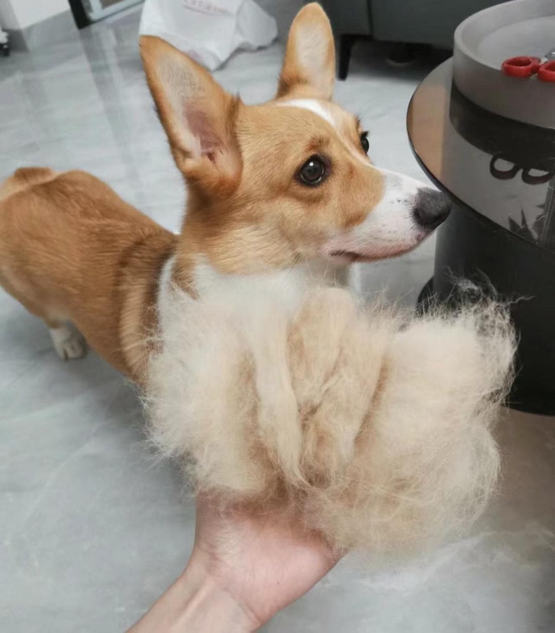 柯基掉毛厉害吗？