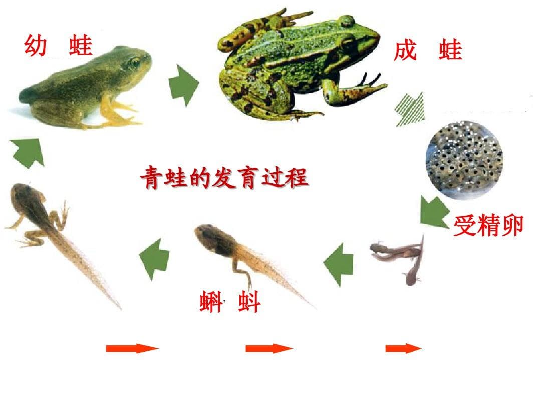 青蛙生态养殖技术：生态条件与高效管理策略
