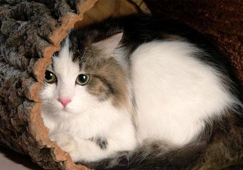 布偶猫：温柔大块头的全方位指南