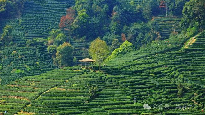 中国十大名茶之首为何是龙井？看完你就彻底明白了