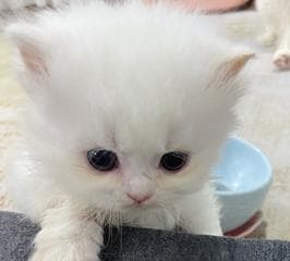 猫咪耳朵里长毛，是种什么情况（宠物猫耳朵内长毛的原因和解决方法）
