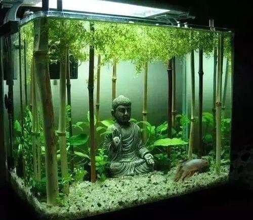 绿水养鱼适合新手吗？水体变绿的原因与处理方法