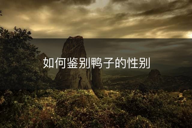 如何鉴别鸭子的性别