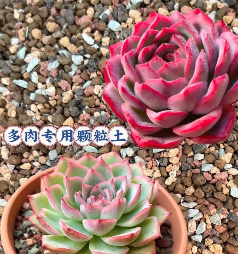 多肉花土的配制方法（自制多肉生长土壤，为你的多肉植物提供最佳生长环境）