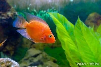 金鱼的生长速度与饲养指南：从幼鱼到成年的全过程解析