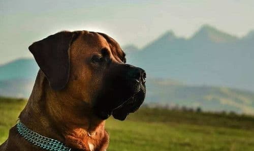 世界十大最长寿犬种排行：揭秘长寿基因