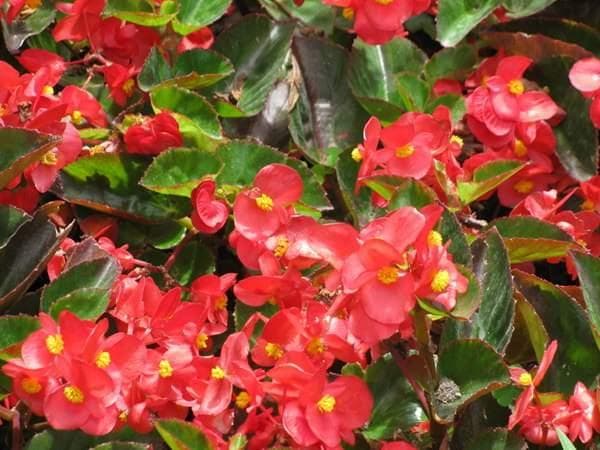 春天种植的花有哪些 四种春播花卉介绍