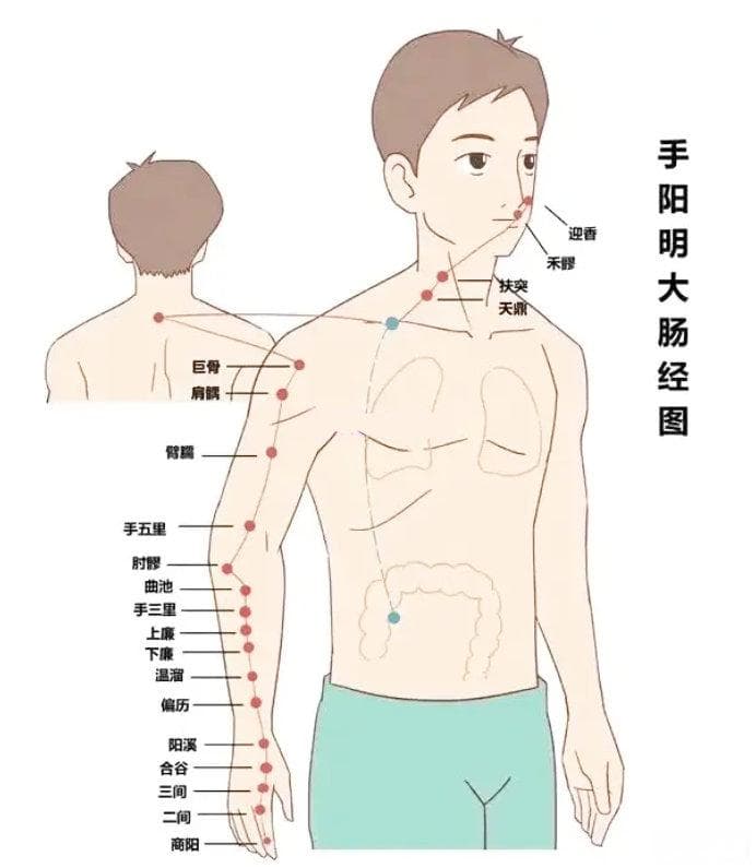 手阳明大肠经穴位全解：10个要穴的位置与功效