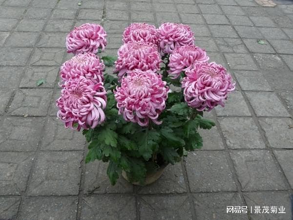 菊花的脚叶保护措施