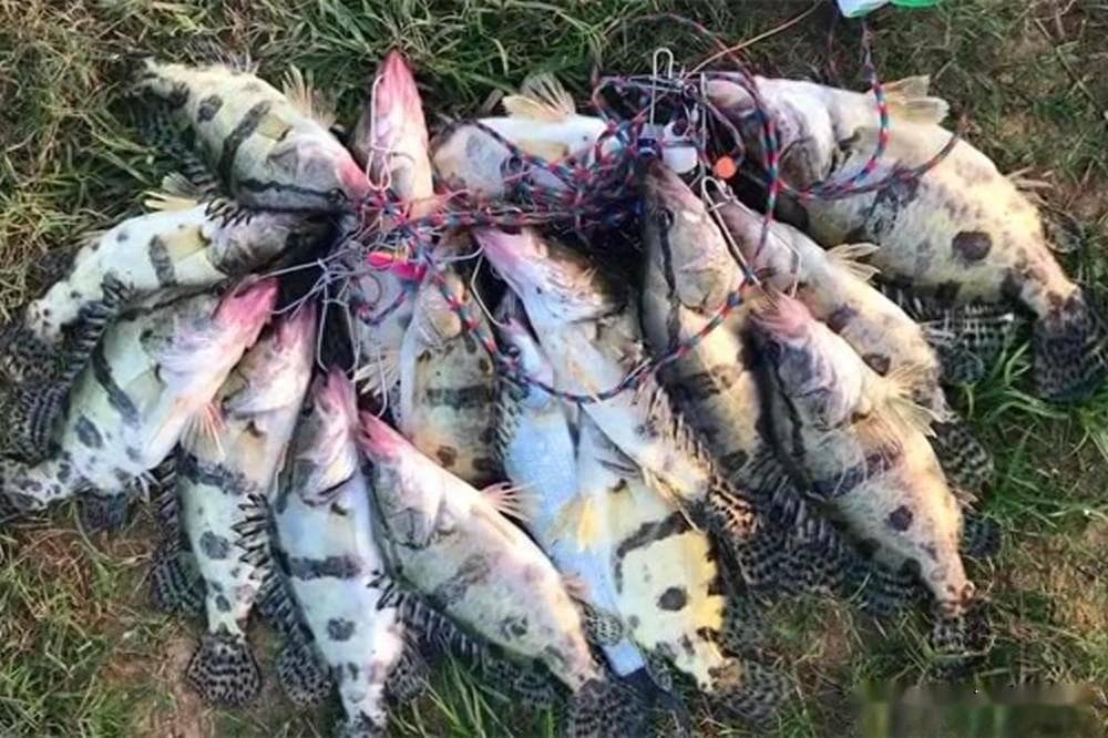 桃花流水鳜鱼肥：只需民间最简单钓法，让你轻松钓鳜鱼