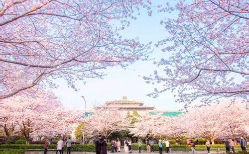 武大樱花最佳观赏时间2025年(花期预报+预约官网)