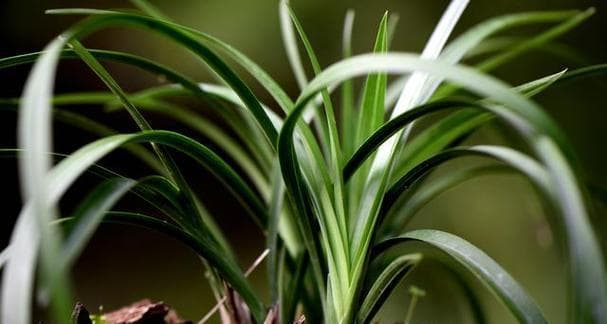 兰花种植条件与生长环境要求（为您详解兰花的生长必备环境）
