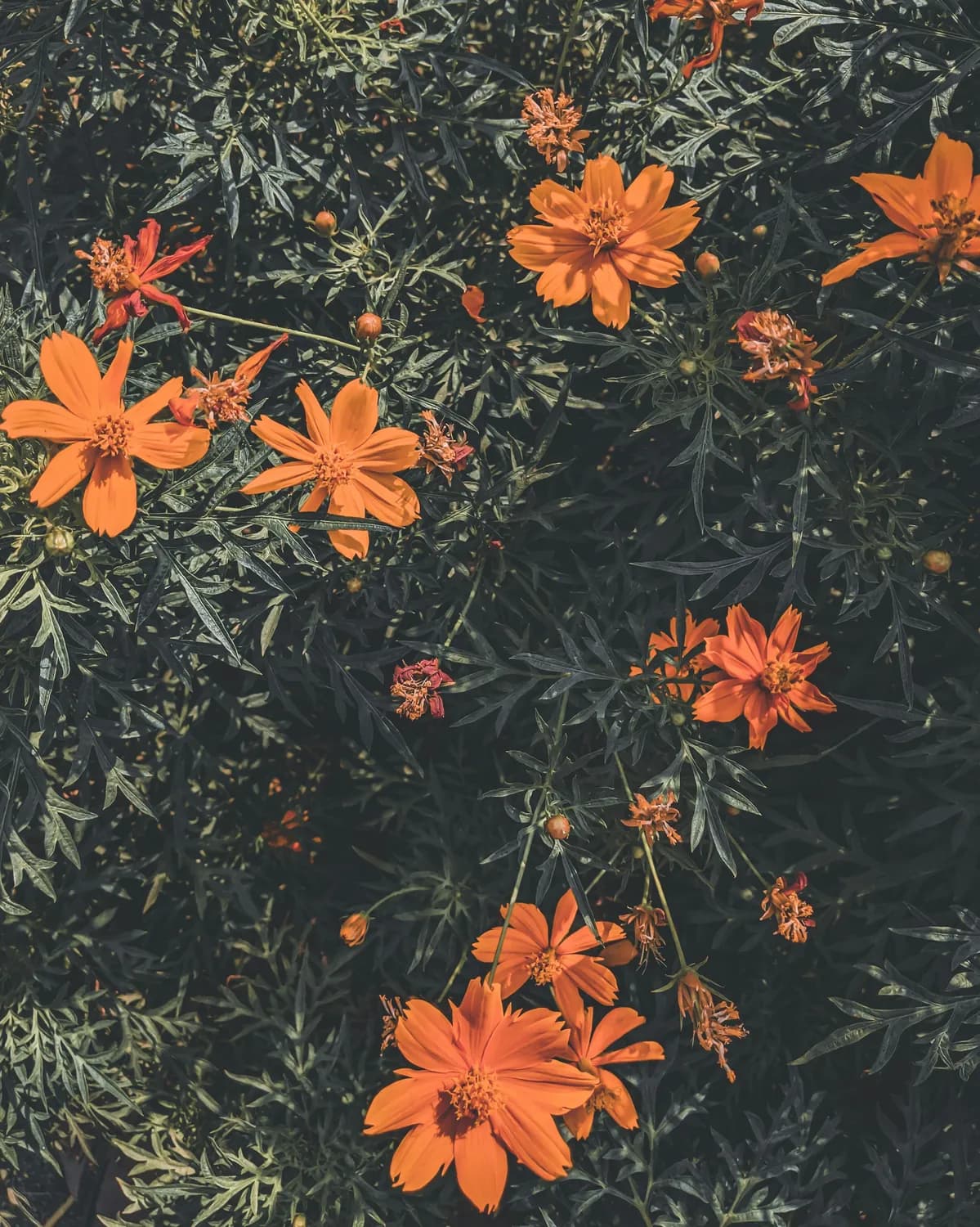 桔王红花逍遥颗粒：专为女性设计的疏肝解郁调经药