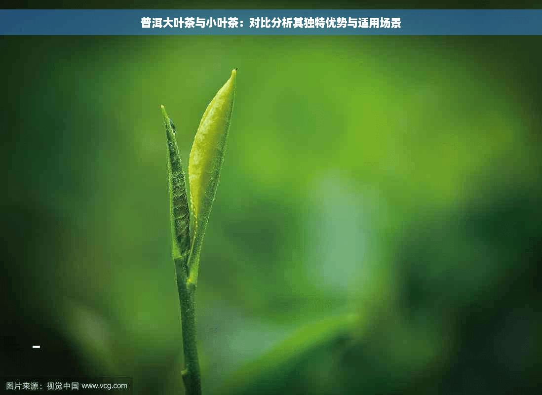 普洱大叶茶与小叶茶：对比分析其独特优势与适用场景