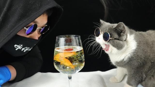 保持水质是关键，四招预防招财猫鱼常见病