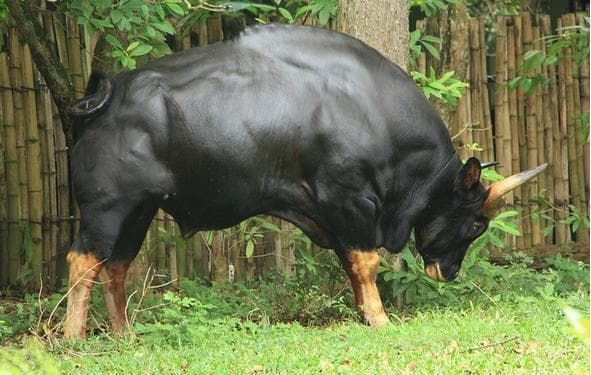 为什么牛光吃草却能长出一身肌肉？牛：我在肚里偷偷吃肉