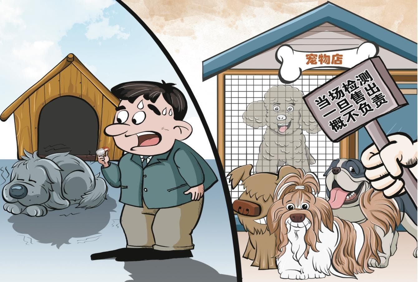 记者调查“星期宠”售卖乱象：买来的宠物犬为何没活过一周？