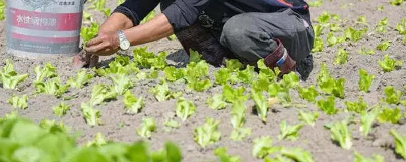 种植菜苗全攻略：从土壤准备到收获的完整指南