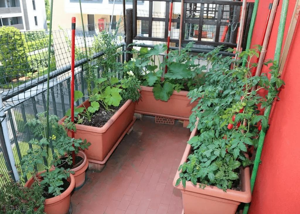 阳台适合种植什么蔬菜？6种家庭阳台蔬菜种植方法，让阳台变身小菜园