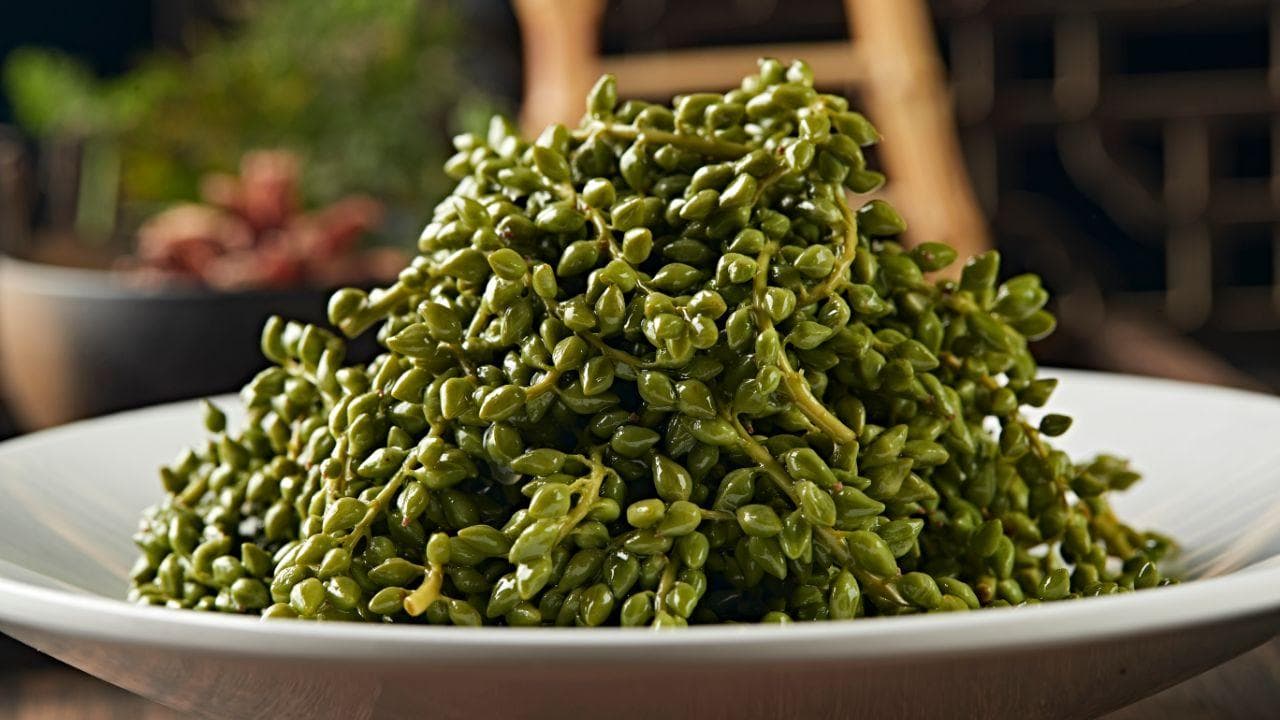 野菜马刺根的功效与使用注意事项